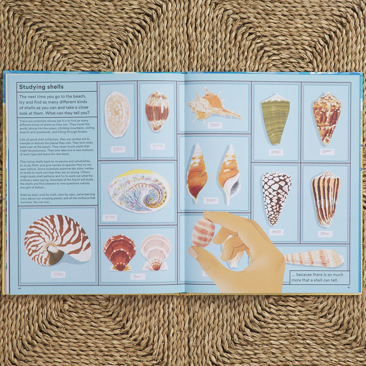 What a Shell Can Tell